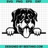 Rottweiler Dog