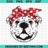 Pitbull Bannada